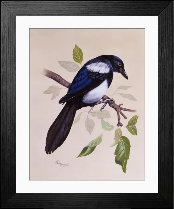 Framed Print : Magpie (Pica pica) Framed Print : Magpie (Pica pica)