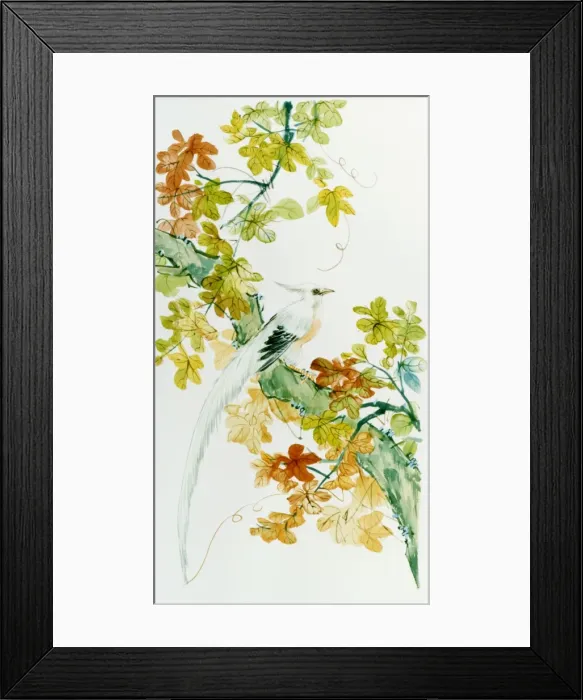 Framed Print : Bird of Paradise Framed Print : Bird of Paradise