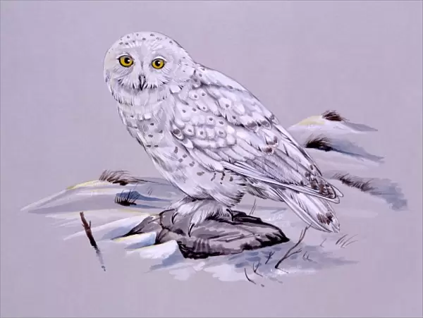 Snowy Owl. A Snowy Owl (Bubo scandiacus). Painting by Malcolm Greensmith