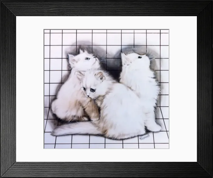 Framed Print : Three white kittens Framed Print : Three white kittens