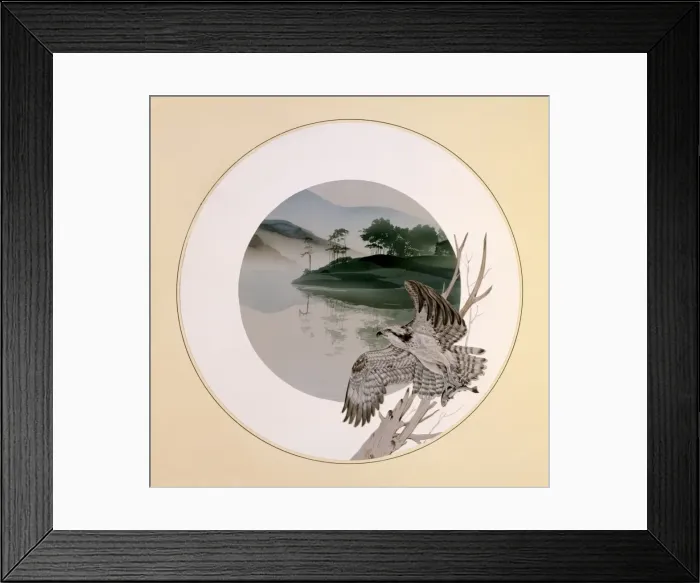 Framed Print : Osprey taking flight Framed Print : Osprey taking flight