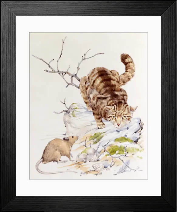 Framed Print : A tabby cat stalking a mouse Framed Print : A tabby cat stalking a mouse