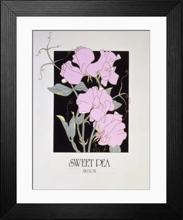Framed Print : Sweet Pea flowers Framed Print : Sweet Pea flowers