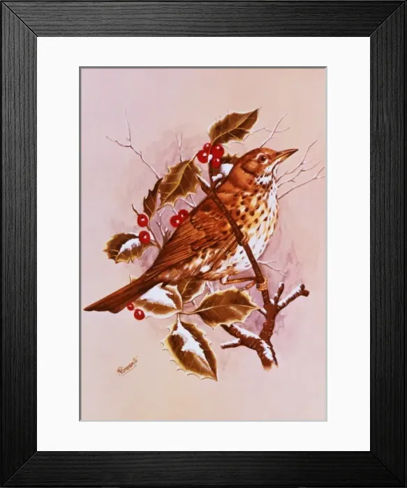 Framed Print : A Song Thrush amid the Holly Framed Print : A Song Thrush amid the Holly