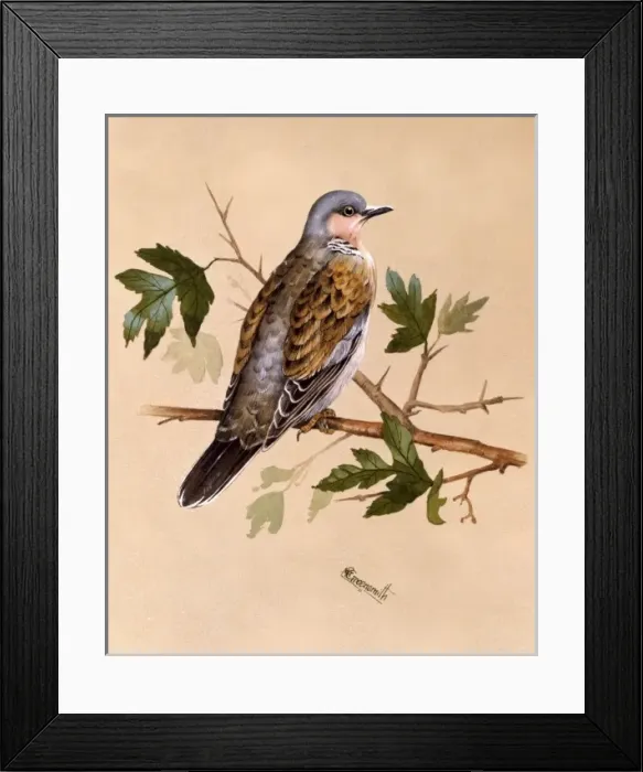 Framed Print : Pigeon on a leafy perch Framed Print : Pigeon on a leafy perch