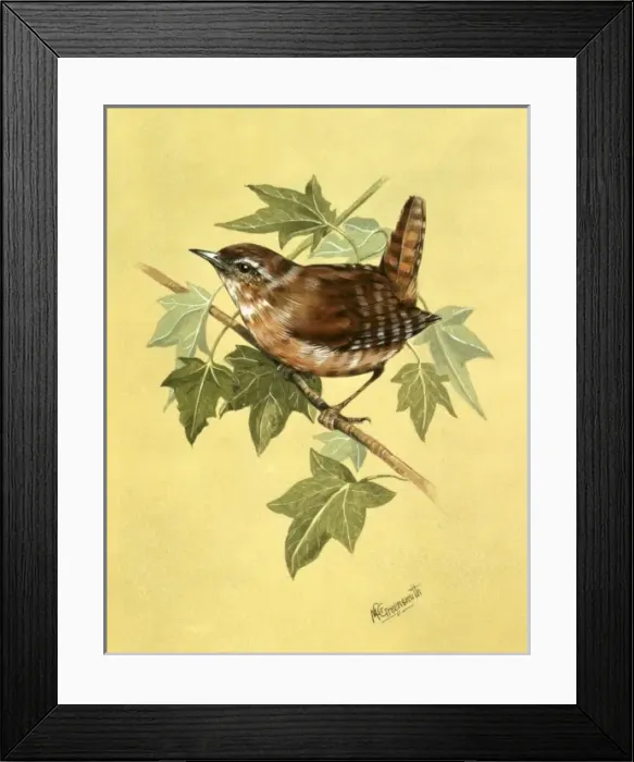 Framed Print : Wren (Troglodytes troglodytes) Framed Print : Wren (Troglodytes troglodytes)