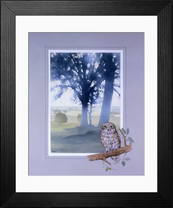 Framed Print : Light through the trees and a perched Little Owl Framed Print : Light through the trees and a perched Little Owl