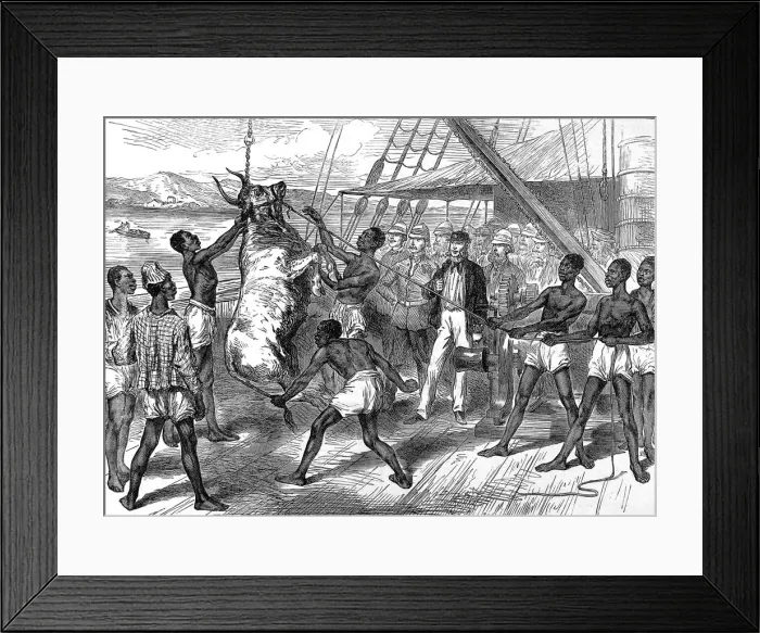 Framed Print : Shipping bullocks to Cape Coast Castle, 1874 Framed Print : Shipping bullocks to Cape Coast Castle, 1874