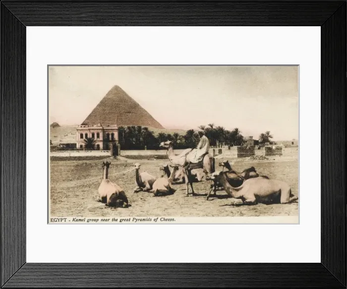 Framed Print : Camel group close to the Pyramid of Khufu, Egypt Framed Print : Camel group close to the Pyramid of Khufu, Egypt