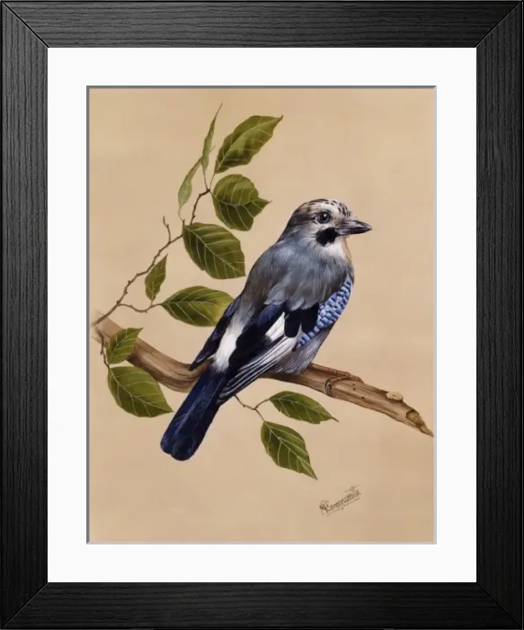 Framed Print : A Jay on a perch Framed Print : A Jay on a perch