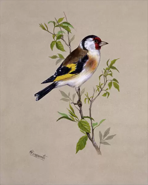 A male Goldfinch