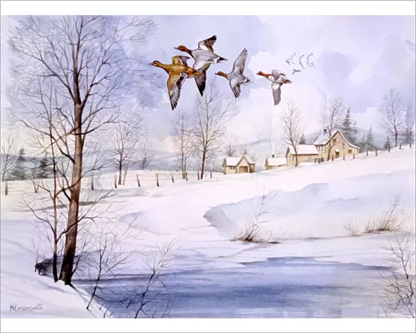 Country landscape in winter with flying ducks