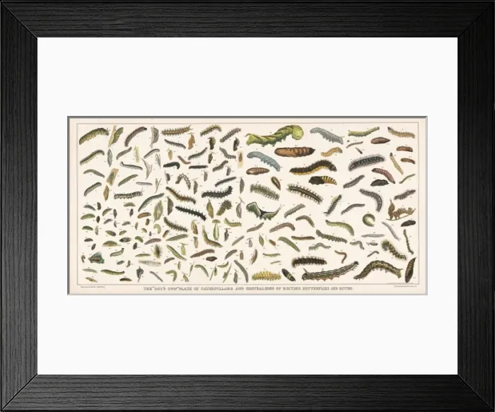 Framed Print : Caterpillar specimens Framed Print : Caterpillar specimens