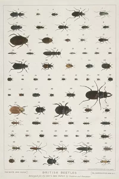 British Beetles