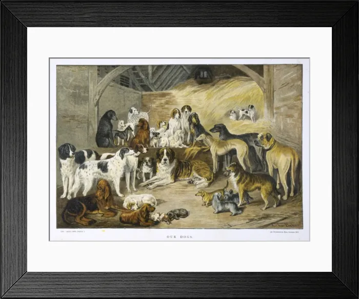 Framed Print : Our Dogs by Arthur Baker Framed Print : Our Dogs by Arthur Baker