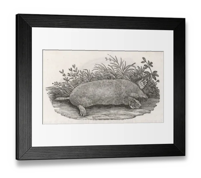 Framed Print : THE MOLE. The European mole, Talpa Europea Framed Print : THE MOLE. The European mole, Talpa Europea