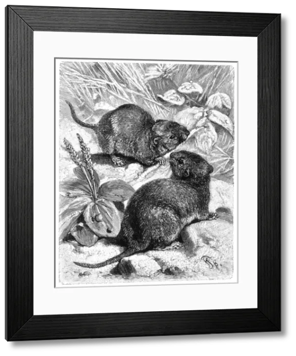 Framed Print : Rodents / Field Voles Framed Print : Rodents / Field Voles