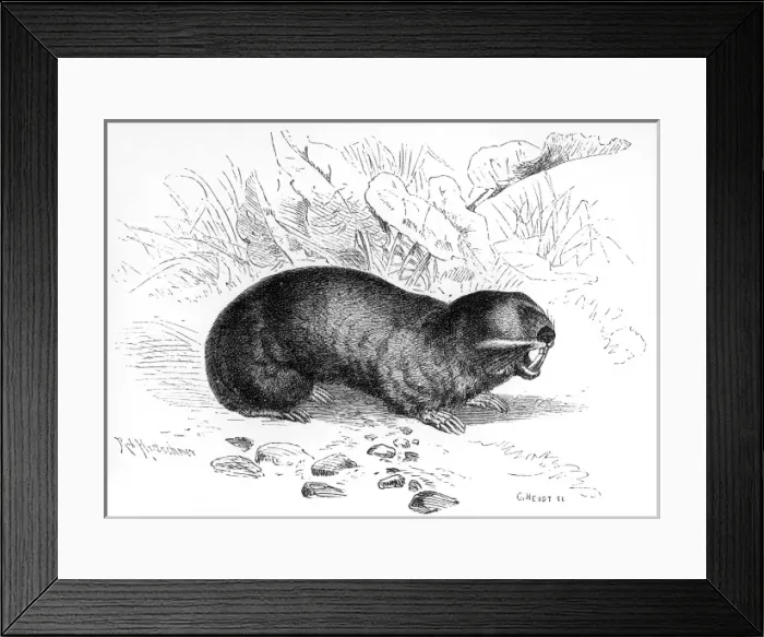 Framed Print : MOLE. A common mole bares its teeth Framed Print : MOLE. A common mole bares its teeth