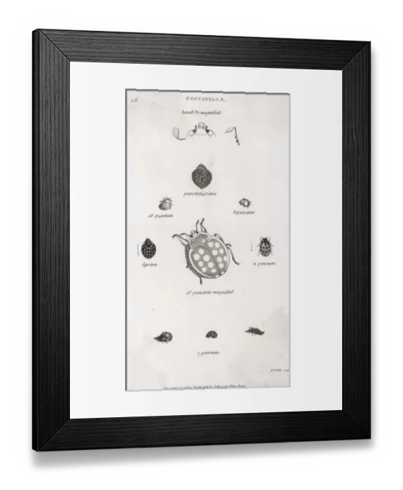 Framed Print : LADYBIRDS. A selection of ladybirds from the Coccinella genus Framed Print : LADYBIRDS. A selection of ladybirds from the Coccinella genus