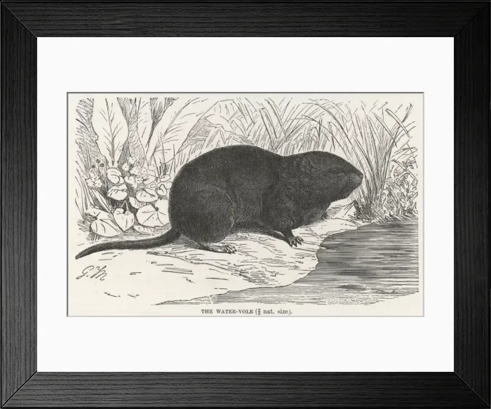 Framed Print : Rodent / Water Vole Framed Print : Rodent / Water Vole