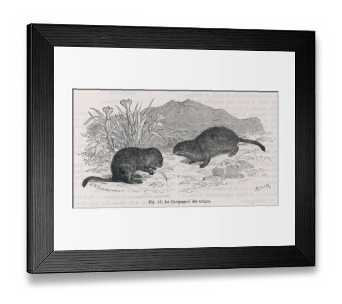 Framed Print : SNOW VOLES Framed Print : SNOW VOLES