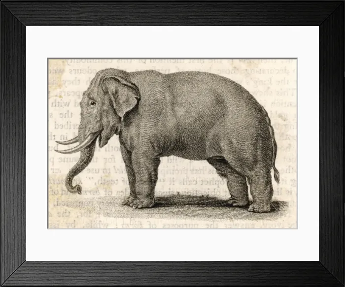 Framed Print : The elephant Framed Print : The elephant