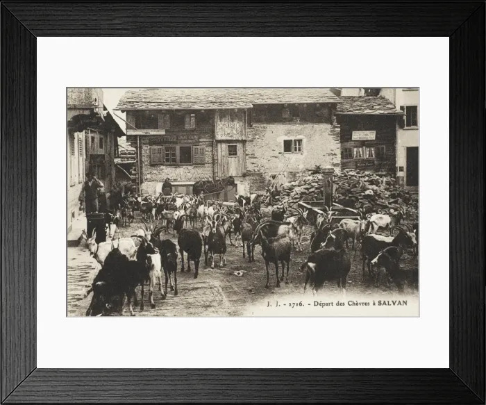Framed Print : The Departure of a herd of goats from Salvan, Switzerland Framed Print : The Departure of a herd of goats from Salvan, Switzerland