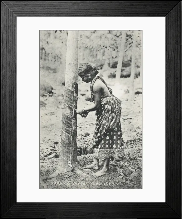 Framed Print : Tapping a rubber tree - Ceylon Framed Print : Tapping a rubber tree - Ceylon