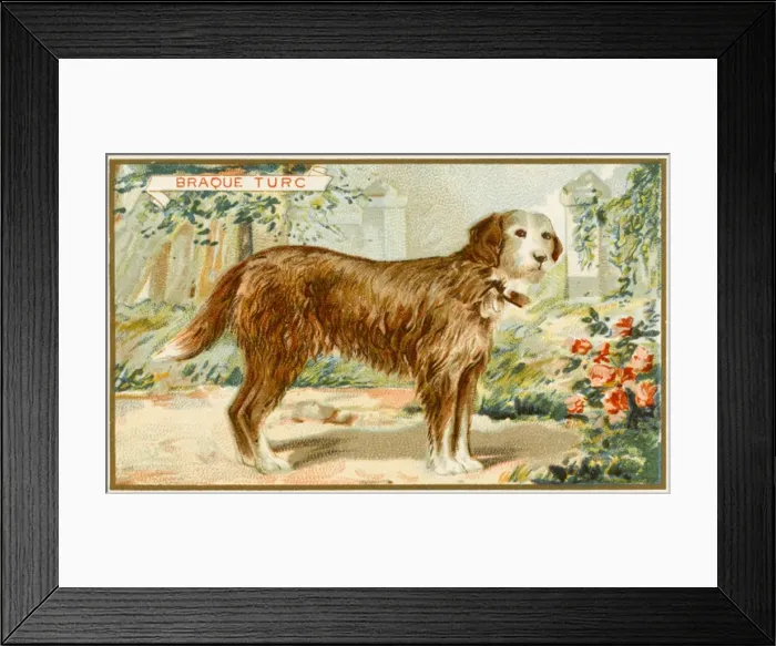 Framed Print : Turkish Sheepdog Framed Print : Turkish Sheepdog