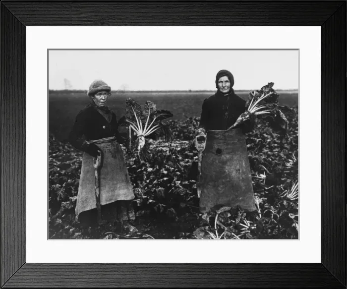 Framed Print : Beet pulling, World War I Framed Print : Beet pulling, World War I