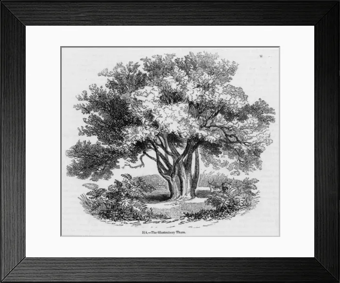 Framed Print : Glastonbury Thorn Framed Print : Glastonbury Thorn