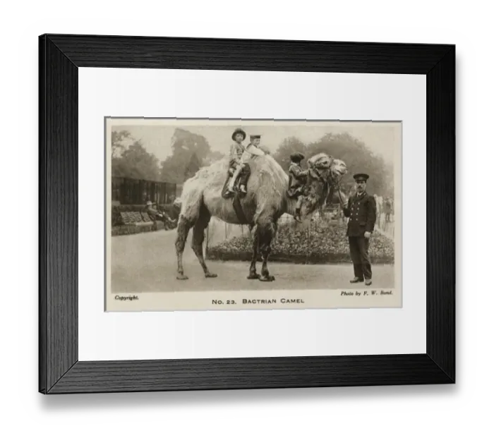 Framed Print : Riding on a Bactrian Camel - London Zoo Framed Print : Riding on a Bactrian Camel - London Zoo