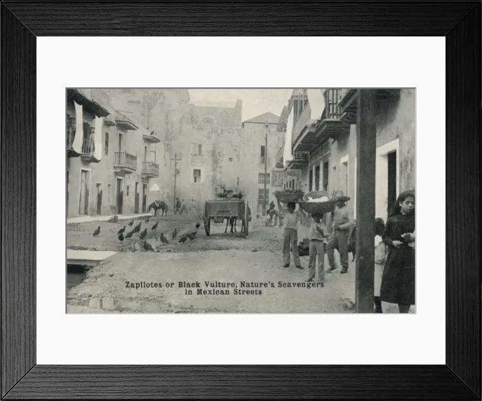 Framed Print : Black Vultures scavenging - Mexico Framed Print : Black Vultures scavenging - Mexico