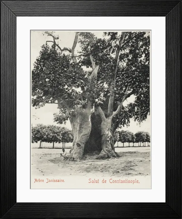 Framed Print : The Janisary Tree - Constantinople, Turkey Framed Print : The Janisary Tree - Constantinople, Turkey