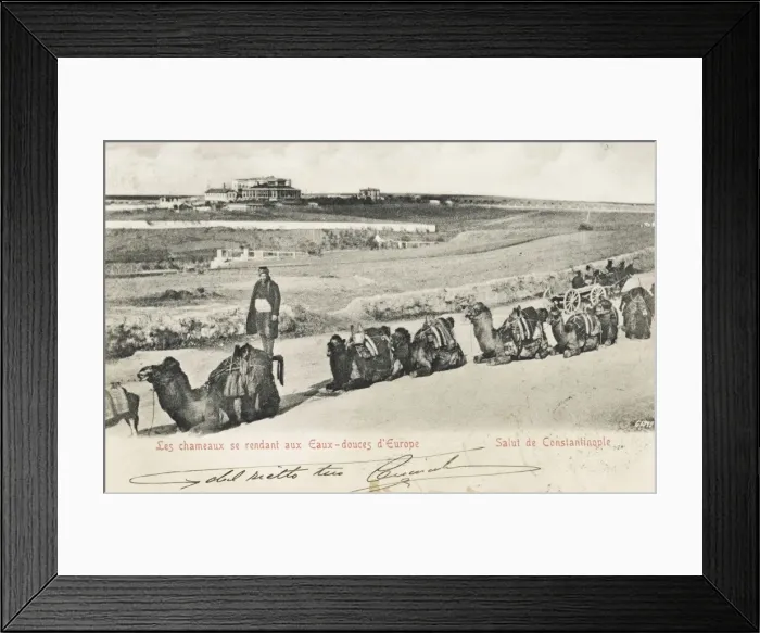Framed Print : A group of Camels at the Sweet Waters of Europe Framed Print : A group of Camels at the Sweet Waters of Europe