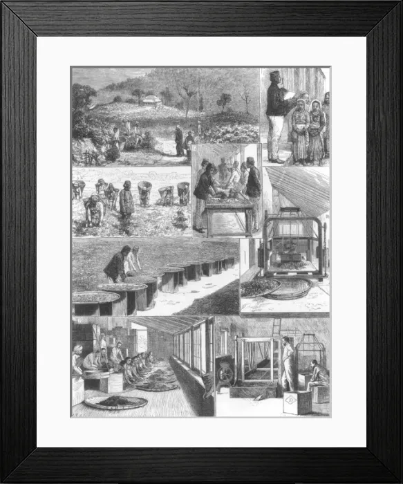 Framed Print : Tea Cultivation in British India Framed Print : Tea Cultivation in British India
