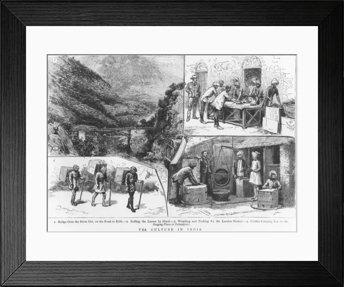 Framed Print : Tea Culture in India Framed Print : Tea Culture in India