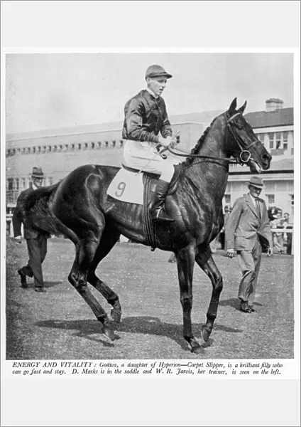 The racehorse Godiva in 1940