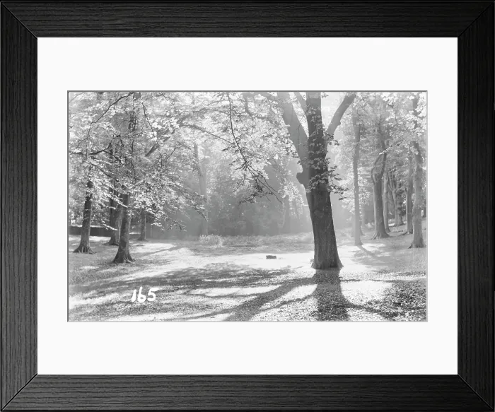 Framed Print : Serene Forest Path Framed Print : Serene Forest Path
