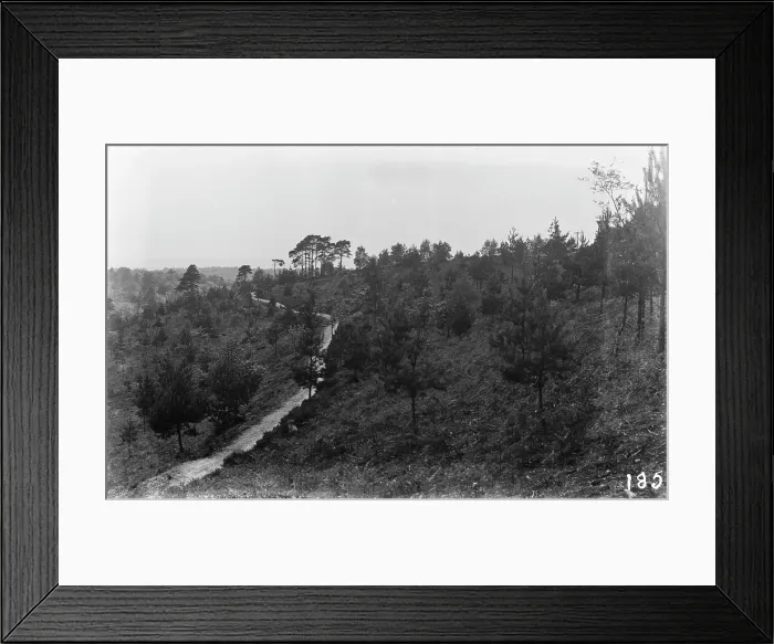 Framed Print : Serene Forest Path Framed Print : Serene Forest Path