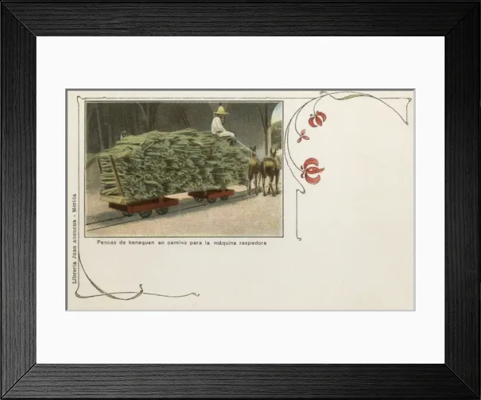 Framed Print : Mexico - Transport of Yucatecan sisal pads Framed Print : Mexico - Transport of Yucatecan sisal pads