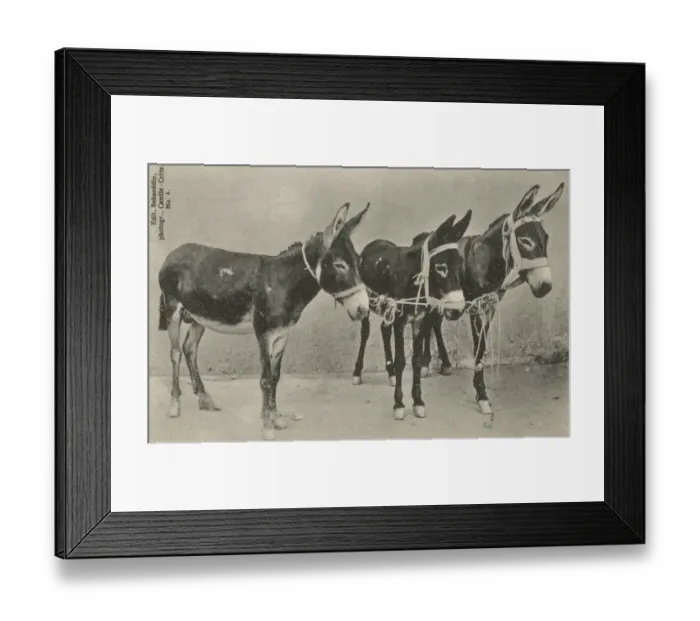 Framed Print : Three Little Donkeys from Crete Framed Print : Three Little Donkeys from Crete