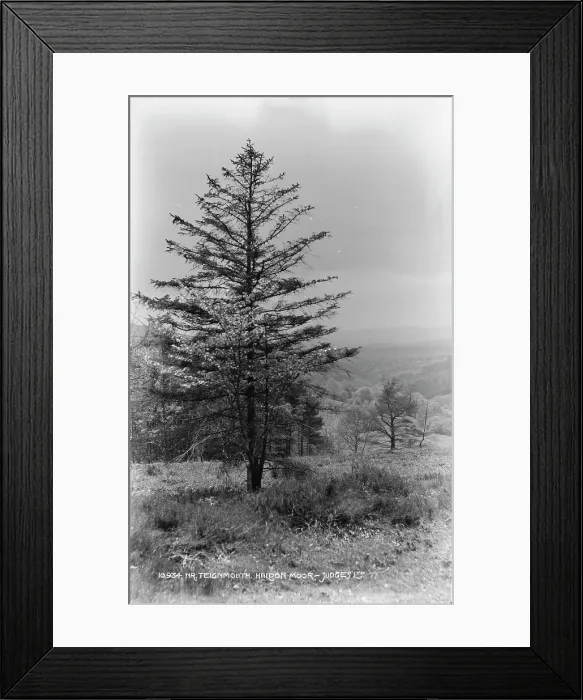 Framed Print : Tree at Haldon Moor Framed Print : Tree at Haldon Moor