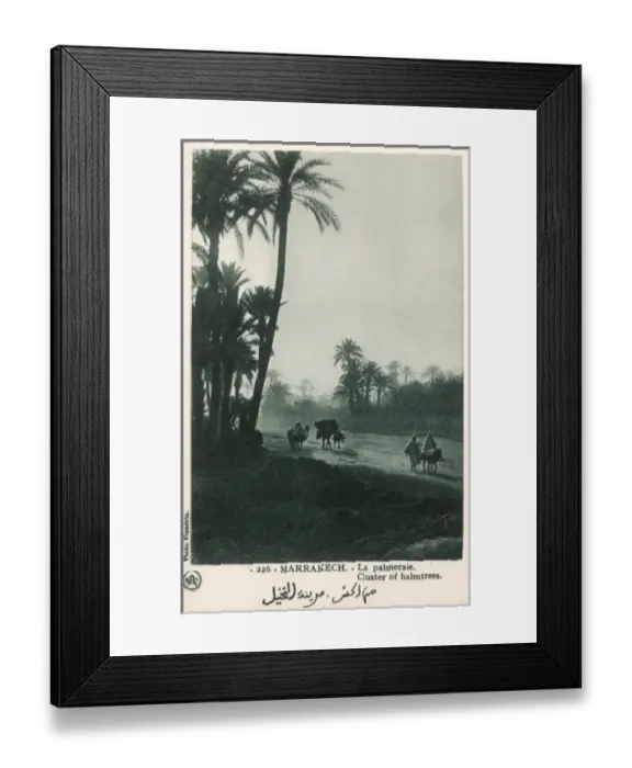 Framed Print : Morocco - Marrakesh - Cluster of Palmtrees Framed Print : Morocco - Marrakesh - Cluster of Palmtrees