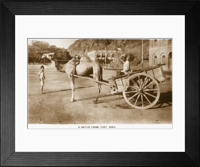 Framed Print : Aden - Yemen - Native Camel Cart Framed Print : Aden - Yemen - Native Camel Cart