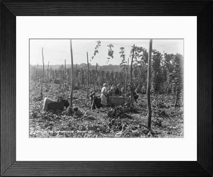 Framed Print : In the Hop Gardens Framed Print : In the Hop Gardens