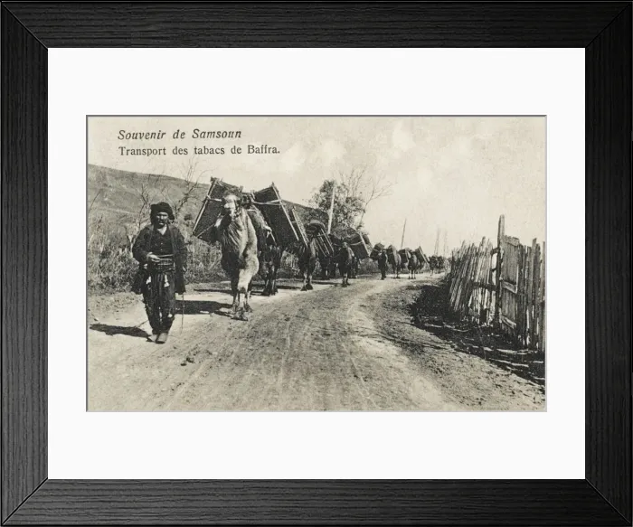 Framed Print : Samsun - Camels transporting tobacco Framed Print : Samsun - Camels transporting tobacco