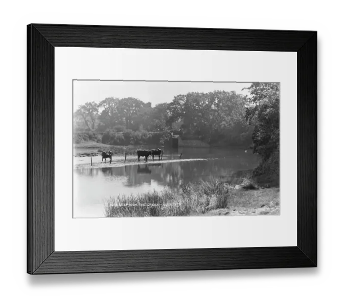 Framed Print : Cows by the Creek Framed Print : Cows by the Creek