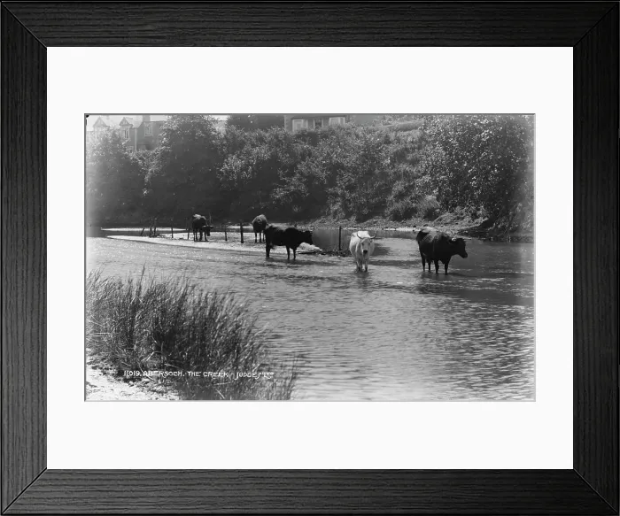 Framed Print : Cows in the Creek