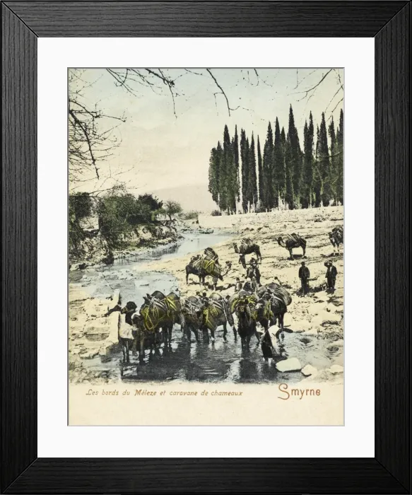 Framed Print : Izmir, Turkey - Camel Train drinking Framed Print : Izmir, Turkey - Camel Train drinking